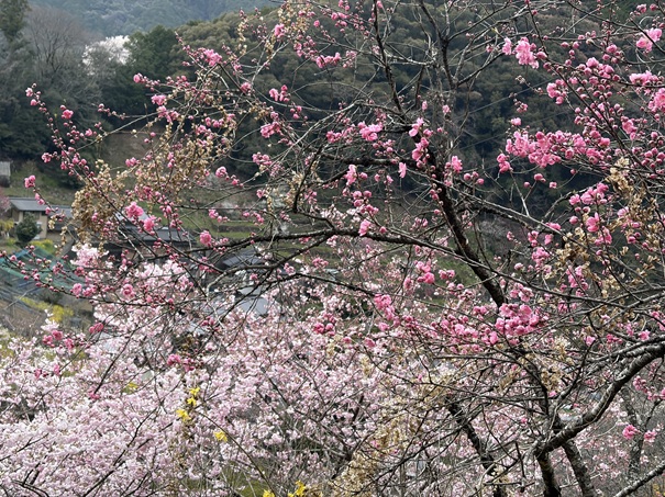 上久喜の花桃　少し咲いている