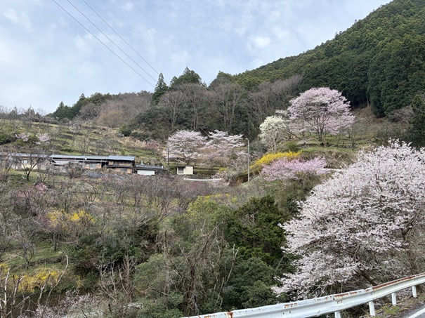 上久喜の花桃　下の方