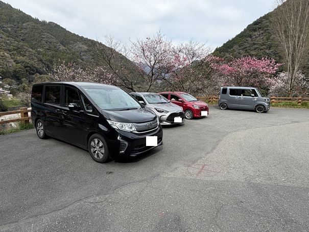 引地橋の花桃　駐車場1