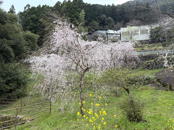 引地橋の花桃　しだれ桜