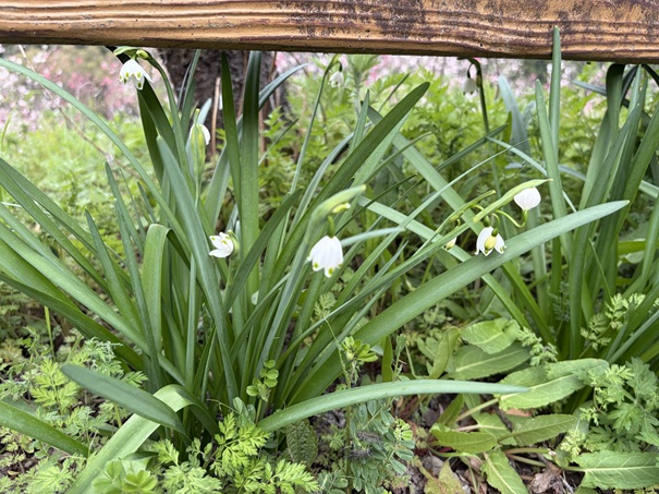 引地橋の花桃　スズラン水仙