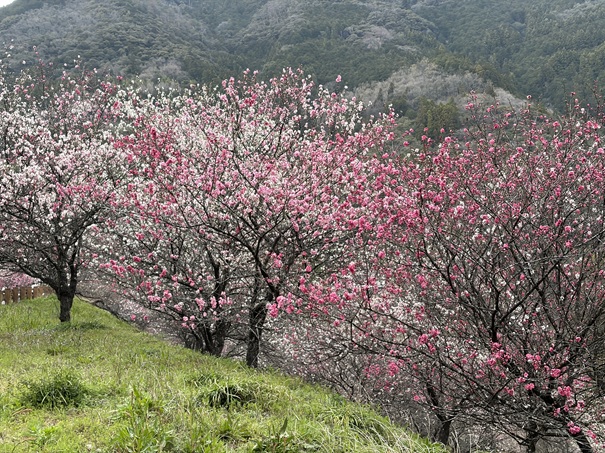 引地橋の花桃　赤や白・ピンクのはな桃