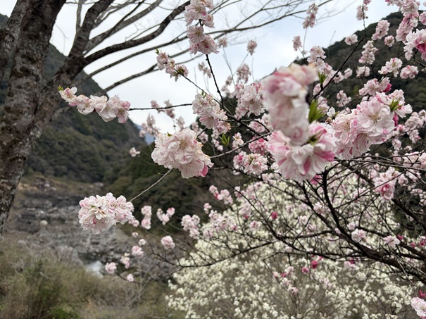 引地橋の花桃　斑入り桃