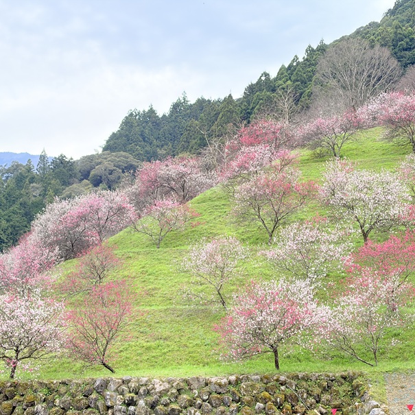 引地橋の花桃　全景