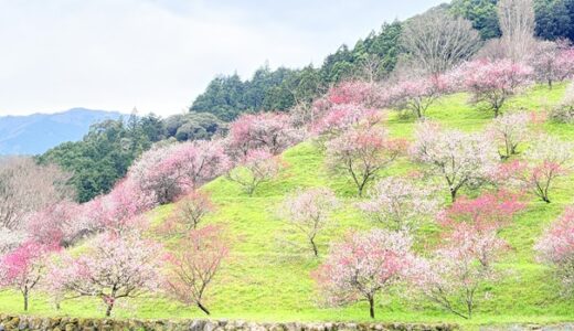 引地橋の花桃 斜面に広がる100本の花桃と見頃時期 仁淀川町