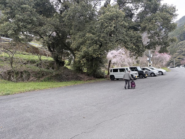 引地橋の花桃　駐車場下