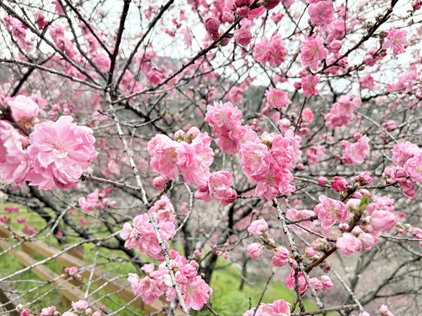 引地橋の花桃　鮮やかな桃の花桃