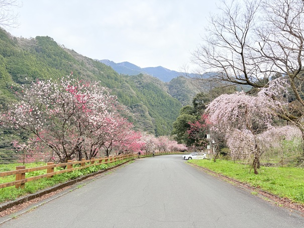 引地橋の花桃　斜面