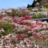 上久喜の花桃