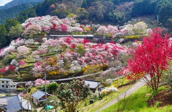 上久喜の花桃　見頃時期