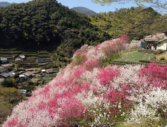 斜面に広がる上久喜の花桃　