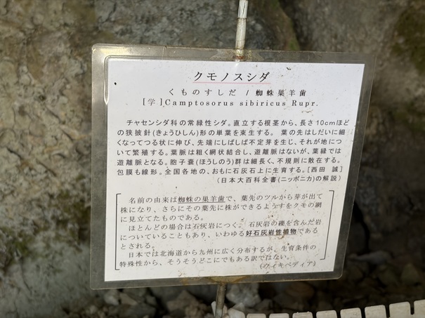 猿田洞　クモノスシダ説明