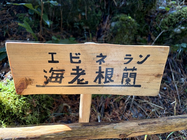 猿田洞　海老根蘭看板
