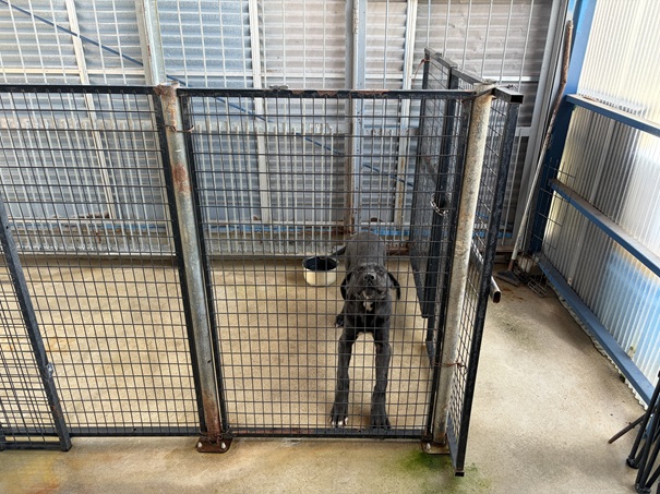 土佐闘犬ファームレオ　黒い土佐犬