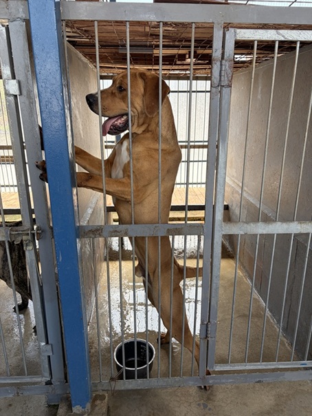 土佐闘犬ファームレオ　立った茶色い土佐犬