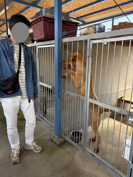 土佐闘犬ファームレオ　土佐犬と隣に並ぶ