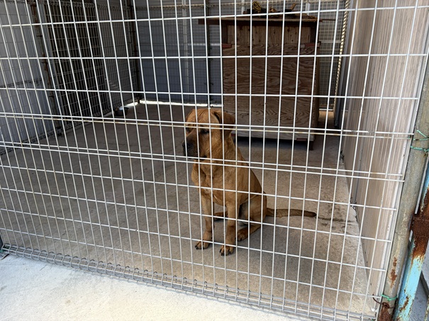 土佐闘犬ファームレオ　お座りする土佐犬