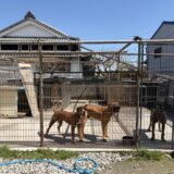 土佐闘犬ファームレオ
