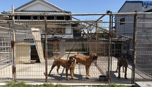 土佐闘犬ファームレオ 強そう！迫力の土佐犬と触れ合える　高知市