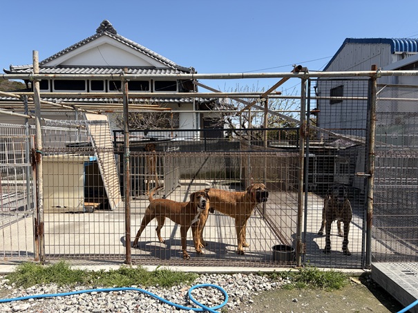 土佐闘犬ファームレオ