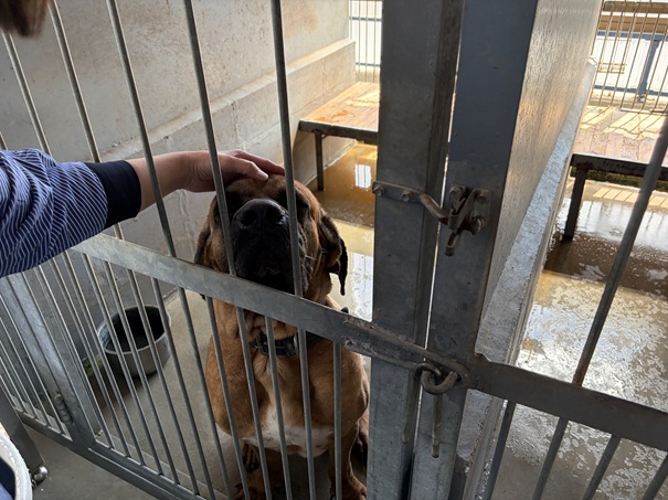 土佐闘犬ファームレオ　ふれあい