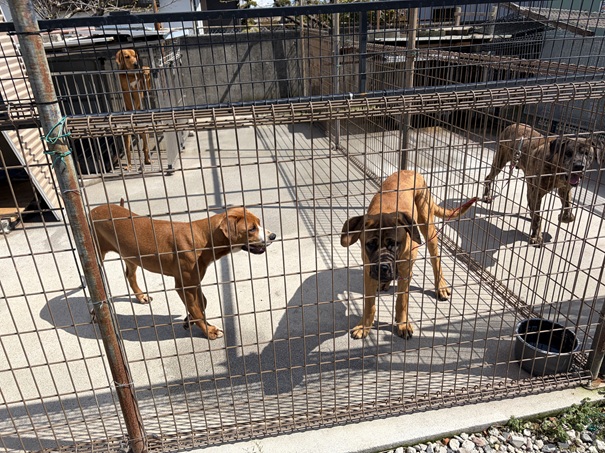 土佐闘犬ファームレオ　外のゲージ