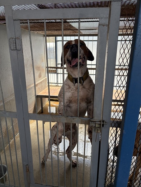 土佐闘犬ファームレオ　立ち上がった土佐犬