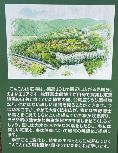 牧野植物園　こんこん山広場