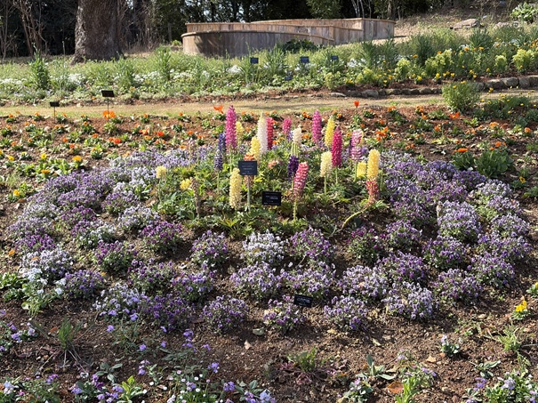 牧野植物園　こんこん山広場　お花