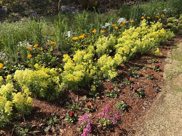 牧野植物園　こんこん山広場　黄色い花