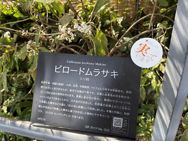 牧野植物園　回廊　ビロードムラサキ説明