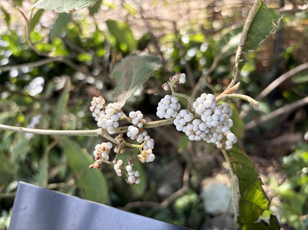 牧野植物園　回廊　ビロードムラサキ
