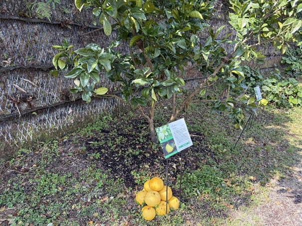 牧野植物園　ふむふむ広場　ブンタン