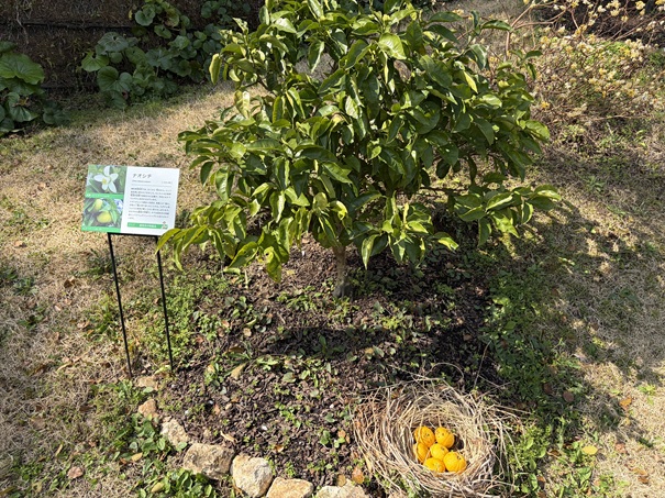 牧野植物園　ふむふむ広場　ナオシチ