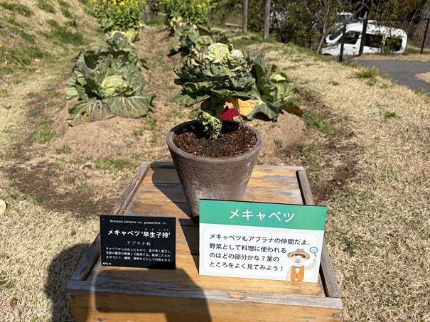 牧野植物園　ふむふむ広場　芽キャベツ