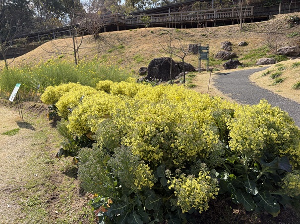 牧野植物園　ふむふむ広場　アブラナ