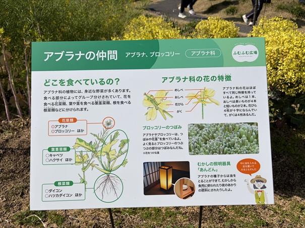 牧野植物園　ふむふむ広場　アブラナの仲間