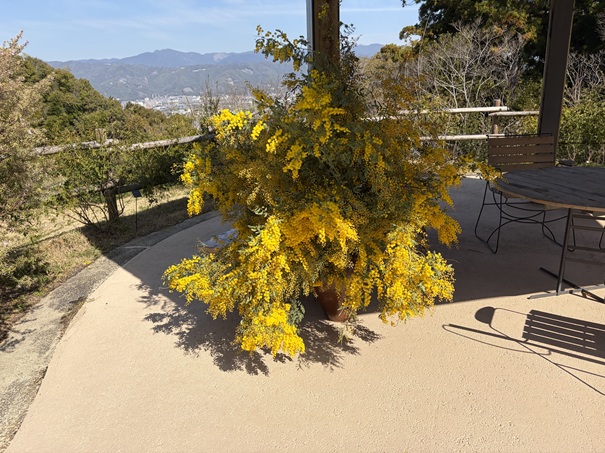 牧野植物園　ふれあいの庭　アカシアスペクタビリス