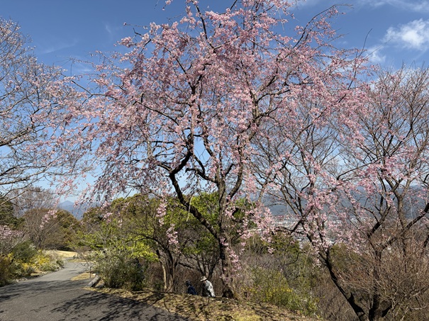 牧野植物園　エドヒガン