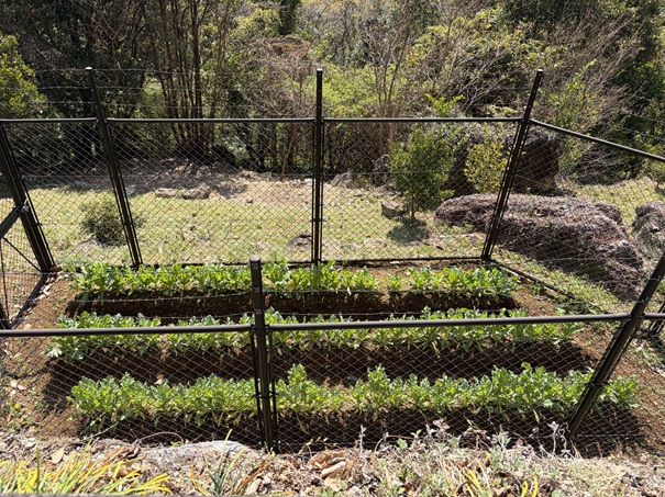 牧野植物園　けし