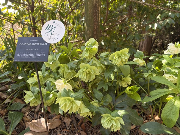 牧野植物園　ヘレボルス族の園芸品種