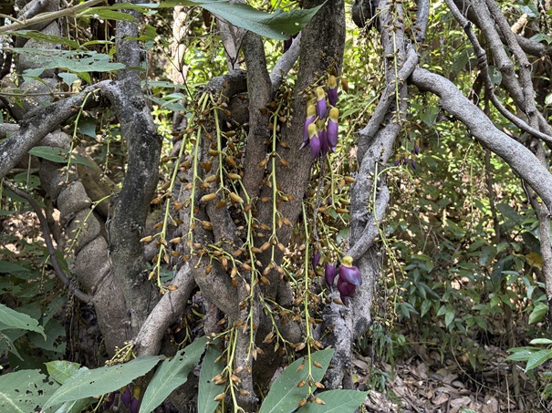 牧野植物園　トビカズラ