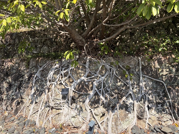 牧野植物園　アコウ