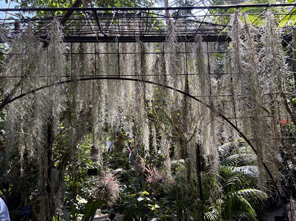 牧野植物園　温室エアープランツ