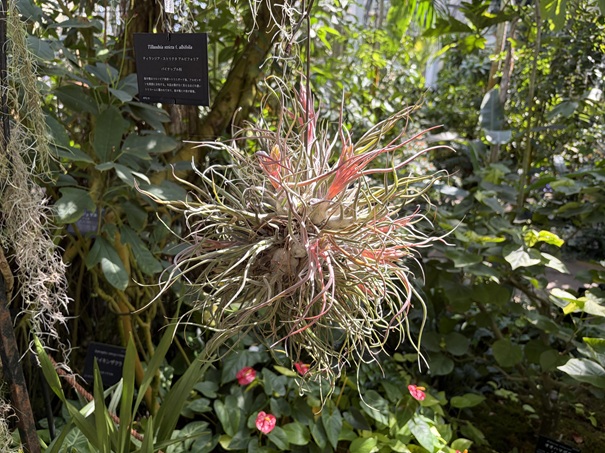牧野植物園　温室　ティランジア・ストリクタ　アルビフォリア