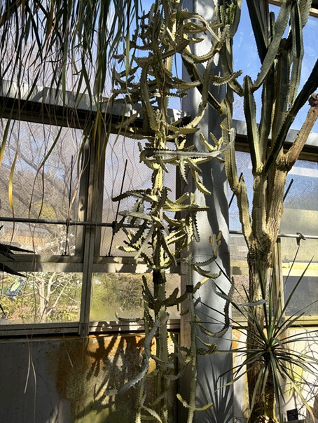 牧野植物園　温室　ユーフォルビア・ホワイトゴースト