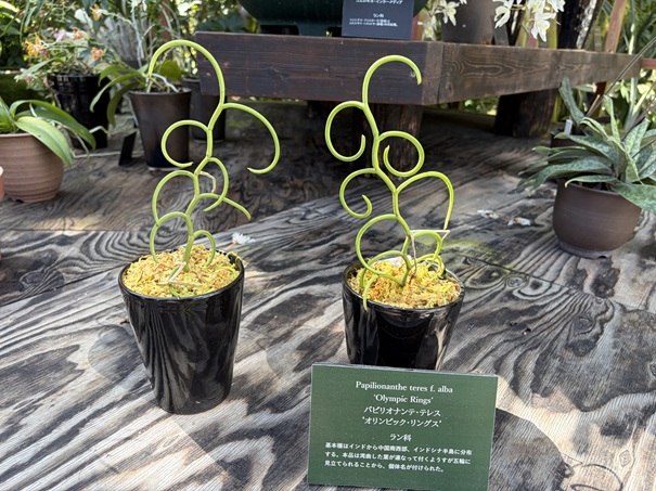 牧野植物園　温室　パピリオナンテ・テレス　オリンピック・リングス