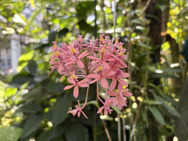 牧野植物園　温室ラン科のピンクのお花