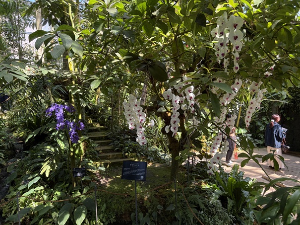 牧野植物園　温室　コチョウラン