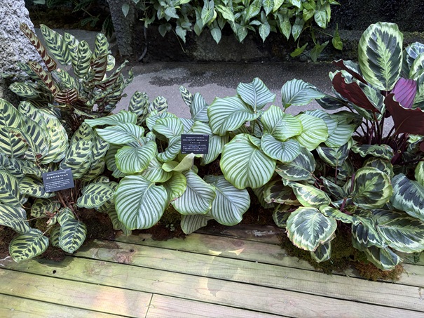 牧野植物園　温室　模様が面白い葉